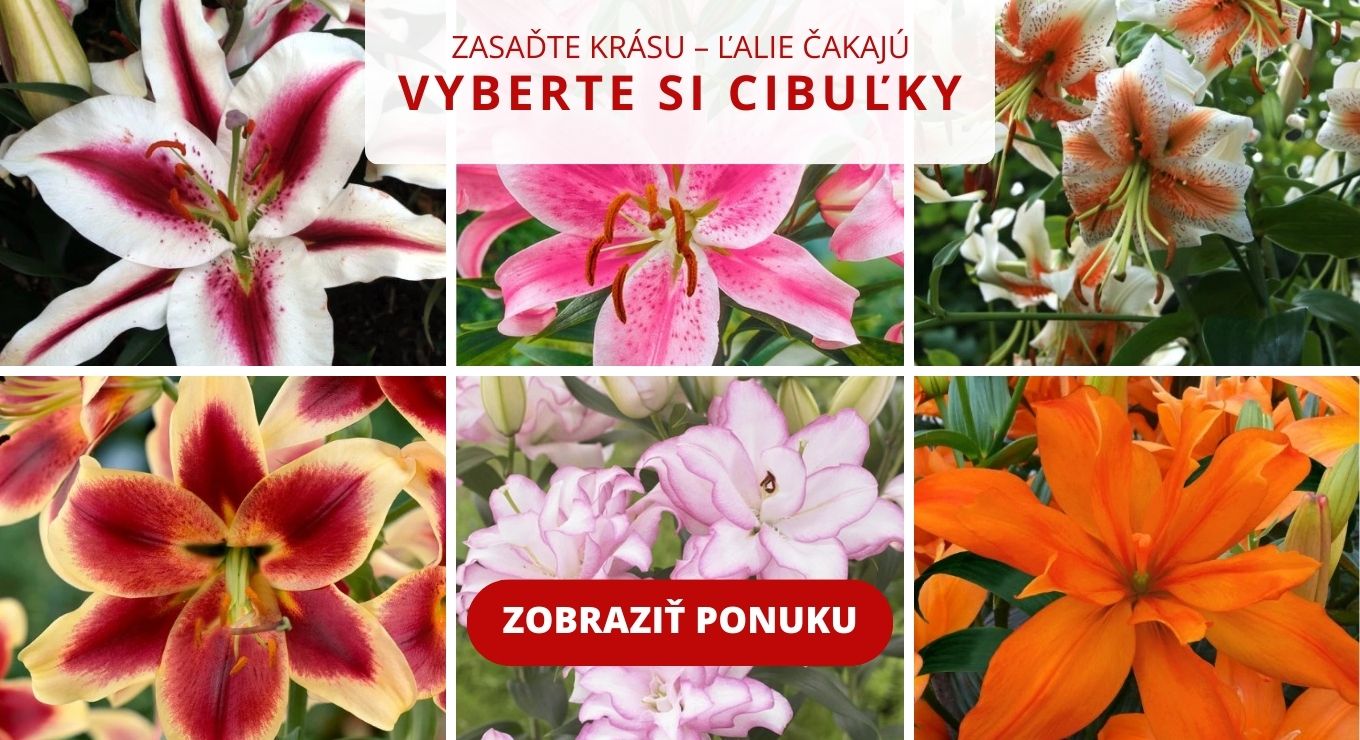 Vyberte si z našej ponuky ľalií.